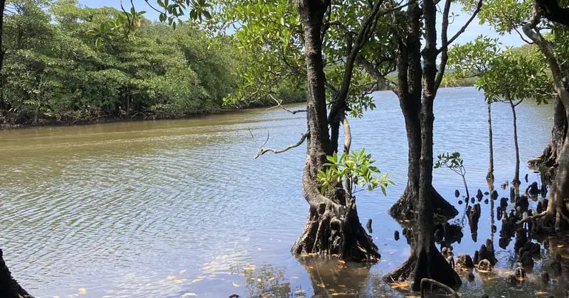 石垣島の入り江に広がるマングローブ林。湿度の高い亜熱帯の空気。