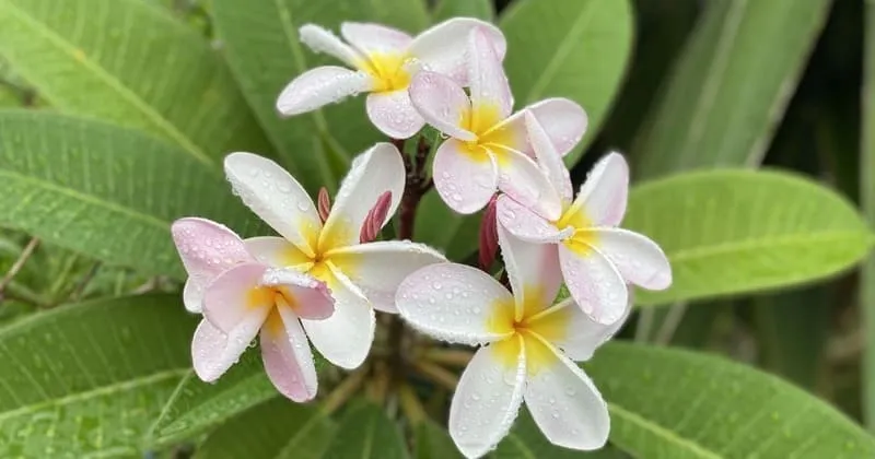 雨上がりのプルメリアの花、葉に残る水滴