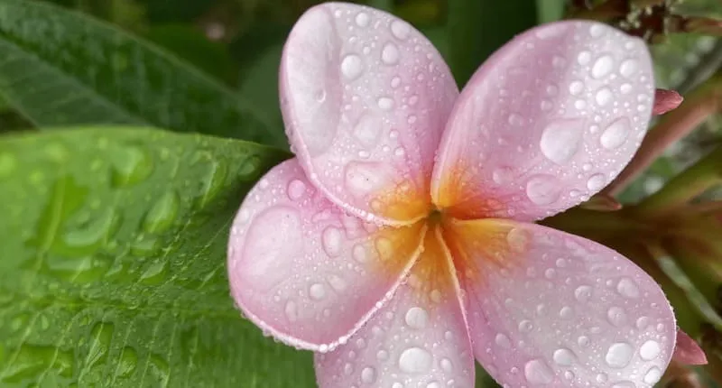 露が残るプルメリアの花びらを近接で写す