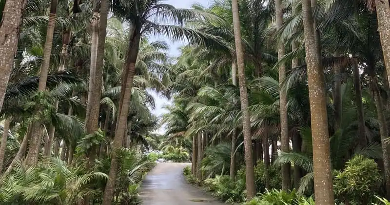 並木道の濡れたアスファルト、雲の切れ間の明るさ