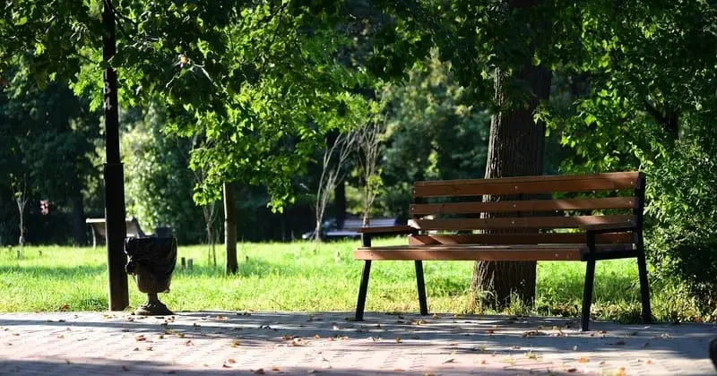 公園の木陰に並ぶベンチと芝生の緑