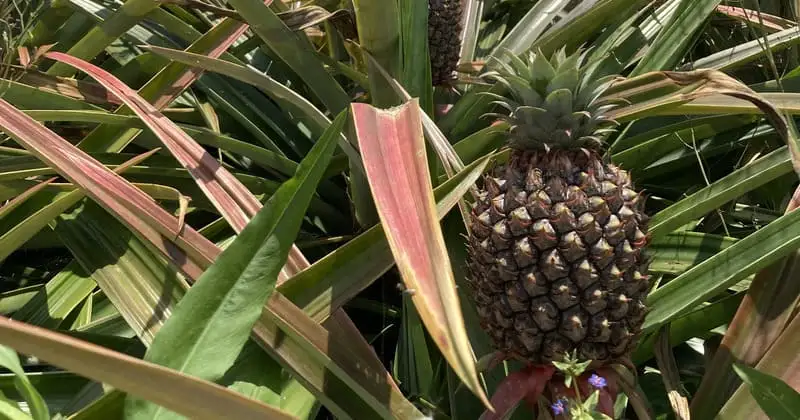 畑に実るパイナップルの実