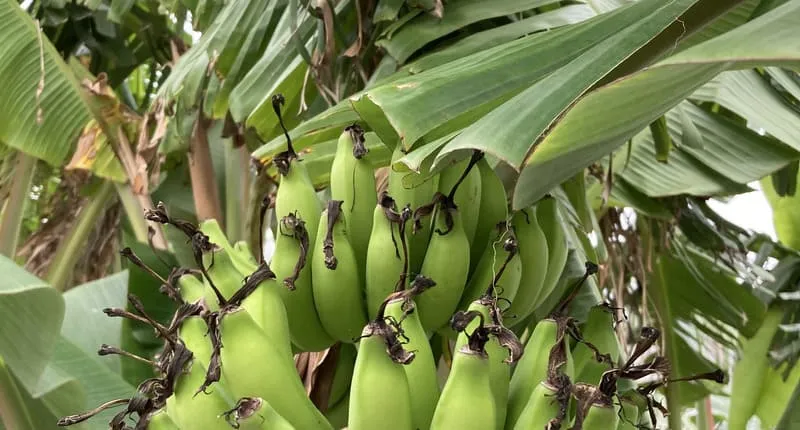 青いバナナの房を真正面から見たところ