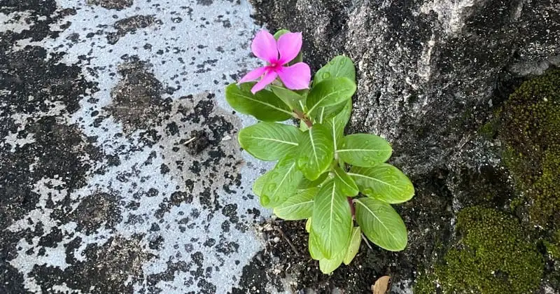 石垣の壁沿いの細い道に咲いた小さなピンクの花