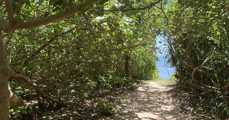 木陰の小道の先に見える青い海