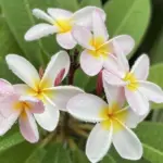 雨粒をまとったプルメリアの花と濡れた葉の近接