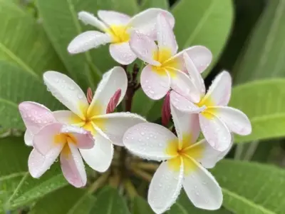 雨粒をまとったプルメリアの花と濡れた葉の近接