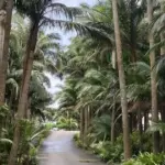 雨上がりの並木道、濡れた路面に湿りが残る