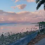 夕暮れの石垣島の海沿いの歩道と椰子の木。雨上がりの路面に空の色が反射している。